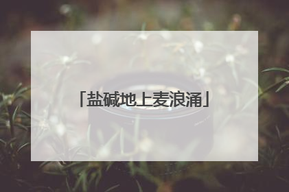 盐碱地上麦浪涌